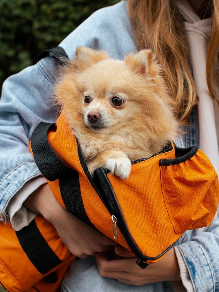 pets relocation dubai