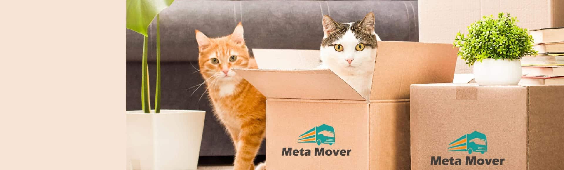 Pet Relocation Company in Dubai Pets Relocation Metamover.ae